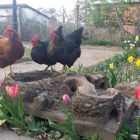 Petite Maison Alsacienne Dans Un Village Au Calme Niederroedern Dış mekan fotoğraf